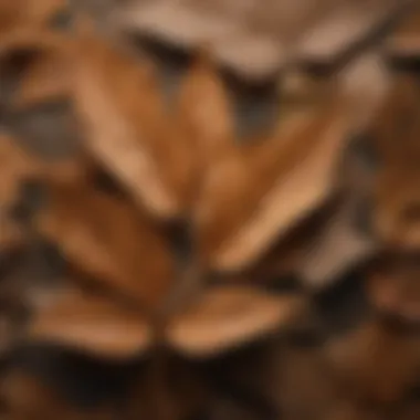 Dried Sassafras Leaves for Herbal Tea Close-up of dried sassafras leaves ready for infusion
