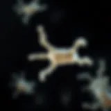 Diagram depicting the microbiological characteristics of Streptococcus agalactiae