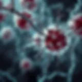 Illustration of autoimmune response in systemic lupus erythematosus