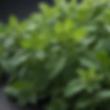 Close-up of oregano leaves highlighting its rich green color and texture