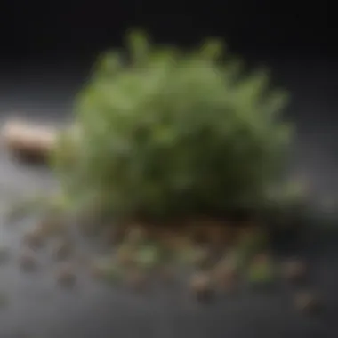 Oregano: Nature's Remedy An artistic arrangement of dried oregano and herbal remedies emphasizing natural healing