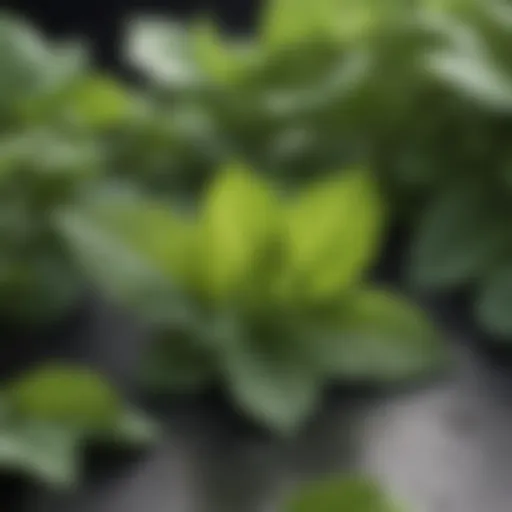 Lemon balm leaves showcasing their vibrant green color and texture