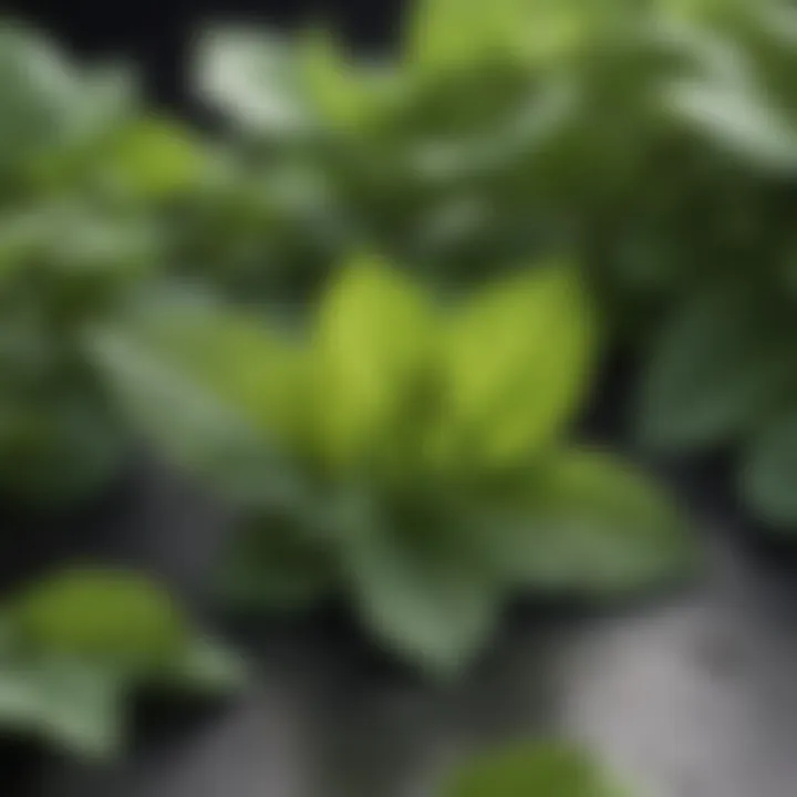 Lemon balm leaves showcasing their vibrant green color and texture