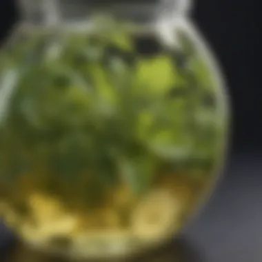 Herbal Infusion of Lemon Balm A close-up of a herbal tea infusion made with lemon balm
