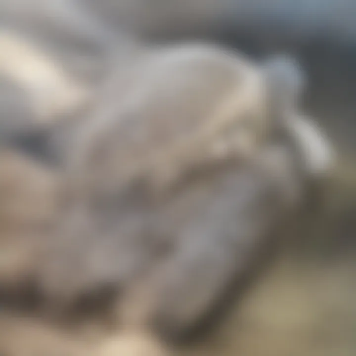 A close-up of a green sea turtle resting on the sandy shore