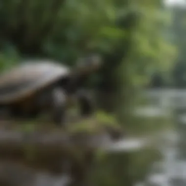 Conservation Efforts in Action Research team conducting a turtle conservation study in Tortuguero