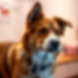Understanding Ampicillin in Canine Health: Applications and Considerations Introduction