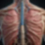 Anatomical illustration highlighting the thoracic spine and its relation to lung function.