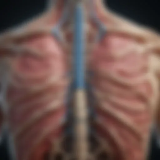 Anatomical illustration highlighting the thoracic spine and its relation to lung function.