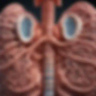 Illustration of lung development in infants