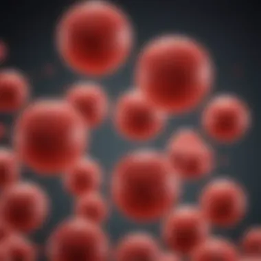 Illustration of red blood cells highlighting the variation in size and shape related to anemia.