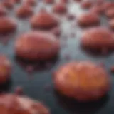 Understanding Cleaved Caspase 3: Size and Implications in Cellular Processes Introduction