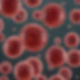 Illustration of cord blood cells under a microscope