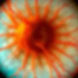 Detailed anatomy of the retinal nerve fibers affected by diabetic conditions