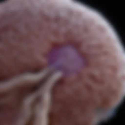 Visualization of diffuse midline gliomas at the cellular level