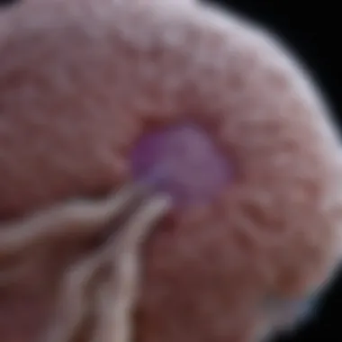 Cellular Insights into DMGs Visualization of diffuse midline gliomas at the cellular level