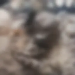 Illustration of the anatomical location of the appendix