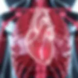 Electrical Conduction System of the Heart Diagram illustrating the electrical conduction system of the heart
