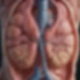 Illustration of renal anatomy highlighting hydronephrosis