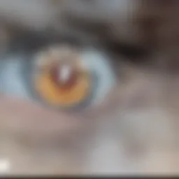 Diagram illustrating the eye anatomy related to hyperopia