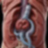 Diagram illustrating the anatomy of the kidneys and surrounding organs