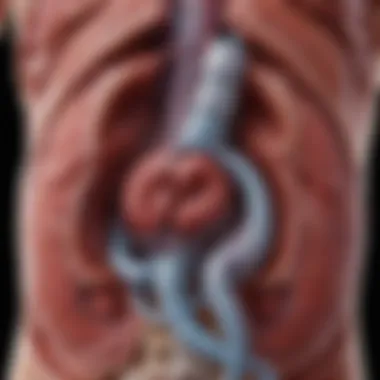 Diagram illustrating the anatomy of the kidneys and surrounding organs