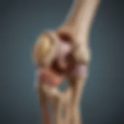 An anatomical illustration showing the knee joint and its components