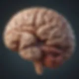 Illustration showing the brain areas affected during a stroke.