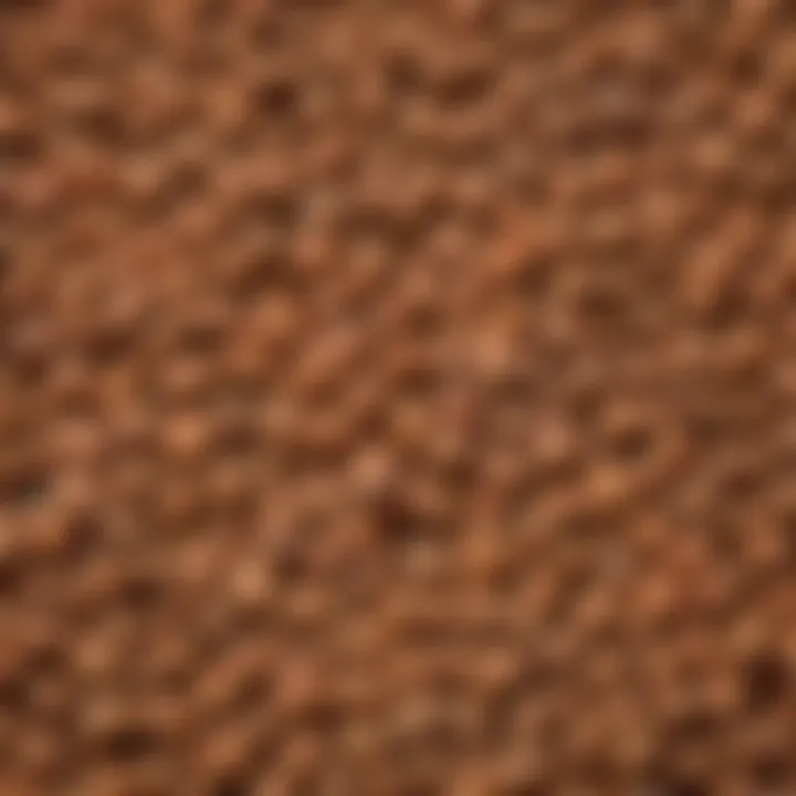 Close-up of legume seeds with inoculants