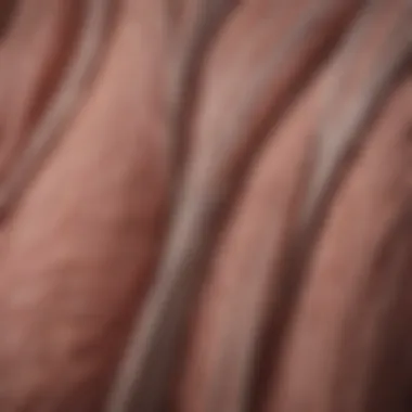 Muscle Fibers and Twitch Response Illustration of muscle fibers showing twitch response