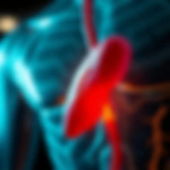 Illustration of the pancreas highlighting its digestive function