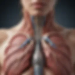 Illustration of the pleura and its location around the lungs