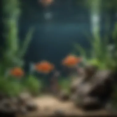 An aquarium designed to support fish health Aquarium setup for optimal fish health