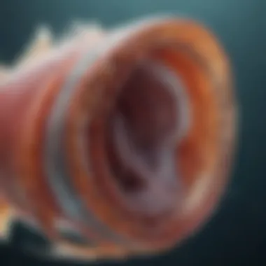 Anatomy of the swim bladder in fish Diagram showing swim bladder anatomy