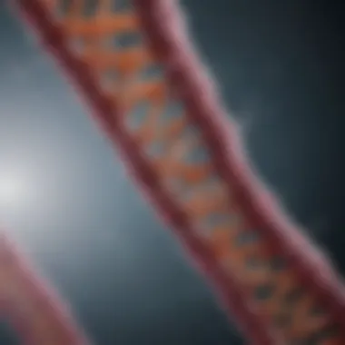 Telomeres and Genomic Stability Graphic representing telomere length and genomic stability