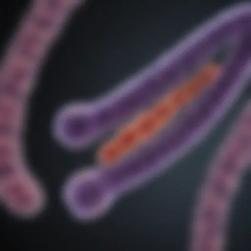 Illustration depicting the structure of a telomere