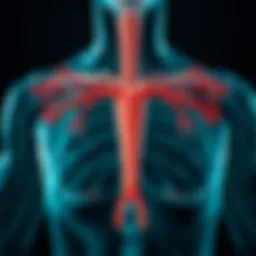 Illustration of the major glands in the endocrine system