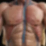 Anatomical diagram illustrating the effects of excess growth hormone on various body systems