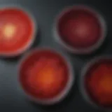 Close-up view of tryptic soy agar with sheep blood showing microbial growth