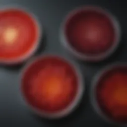 Close-up view of tryptic soy agar with sheep blood showing microbial growth