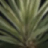 A close-up view of Yucca Schidigera plant showcasing its unique leaves.